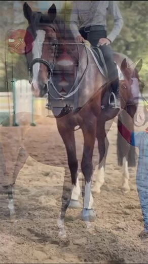 The hardest goodbye. In Private, aka “Vibe”, you were so special, so talented, albeit a little on the quirky side. Our first ride in America you launched me into the next zip code and I still adored you even though I think you rearranged my shoulder anatomy. I knew you were mine to keep because no one would want you 🤣.. but man. You could jump, you LOVED to jump. Your bravery, your athleticism, your balance… I knew the SECOND I sat on you that you were coming home with me in the Netherlands. I 