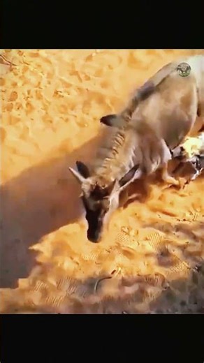 Wild Dogs Chase Wildebeest in a Thrilling Hunt