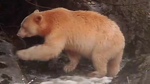 Jack Hanna's Wild Countdown - Preview