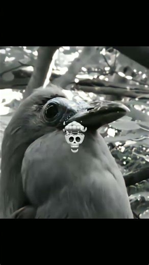 Dangerous Animal Voices That Will Scare You | Real Wild Sounds