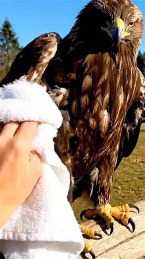 POV ASMR Eagle Washing | Immersive Sounds #asmr #animals #eagle