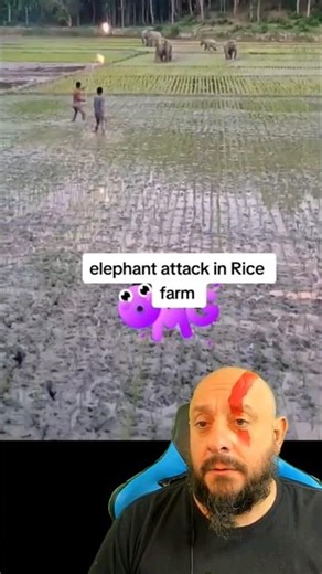 Elefantes x Humanos #biólogohenrique #animais #biologia