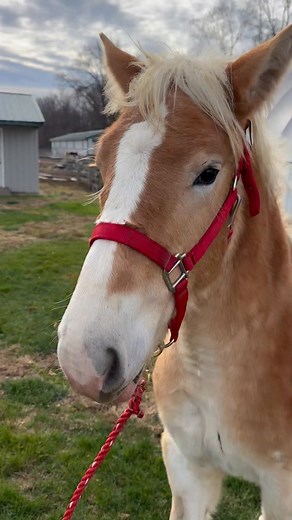 Gabriel Miller on Reels