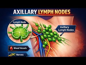 Axillary lymph nodes in detail