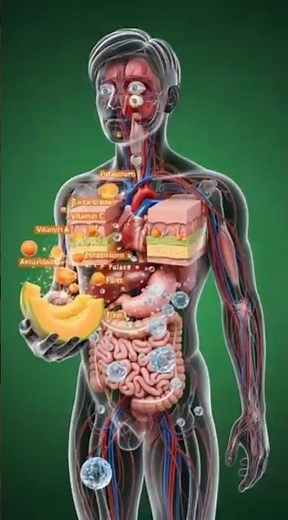 What Happens When You Eat Cantaloupe? | Hydration, Skin & Heart Benefits | 3D Animation