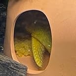 Cobalt Aquatics Large Cichlid Hut Breeding Cave, 4.5"