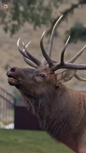 Elk Bull Sounds #cute #funny #animal #fypツ #fashion #Al #christmas #usa #tiktok #baby #babydance #trending #usa_tiktok #foryou #animalsounds #viral #ai | Vanta Official