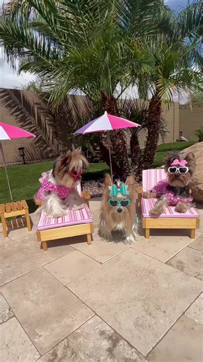 Experience the ultimate Puppy Photoshoot with adorable Yorkies living their best resort life in Arizona! These cute pups, Sammie, Maddie, and Minnie, are masters of the art of living life to the fullest. Watch as they pose for the camera in their stylish beach outfits, chilling on beach beds, and enjoying their resort-style living. Filmed in Phoenix, AZ, this delightful video captures the essence of a perfect puppy photoshoot.