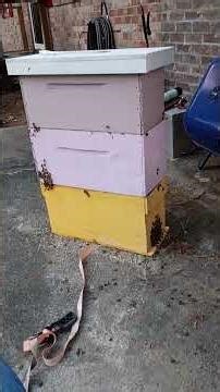 Honey bee swarm number 12 boxed up and ready to ride.
