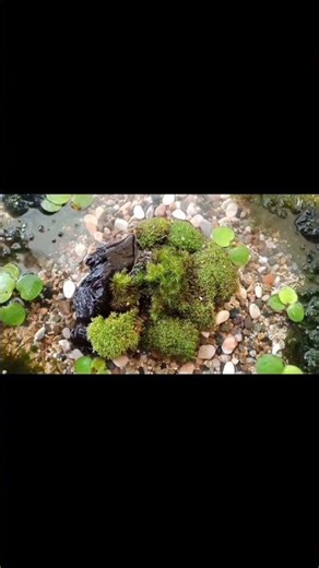 ASMR Sound of Splashing Water Helps with Insomnia | Water Sounds Help Relieve Stress, Relaxing