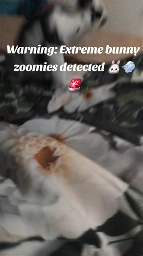 Warning: Extreme bunny zoomies detected 🐰💨🚨 BunnyZoomies #OreoTheBunny #BunnyTok #PetTok #FunnyPets #Zoomies 🐰✨