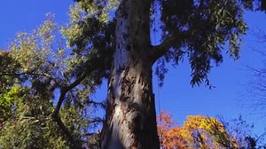 Eucalyptus camaldulensis, river red gum, is tree of genus Eucalyptus. It is one of around 800 species within genus. It is plantation species in many parts of world, but is native to Australia.