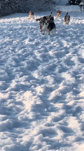 Winter Adventures with Beagles: Fast & Furious Fun