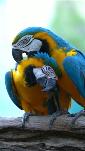 Macaws: Up close with the colorful, long-tailed parrots