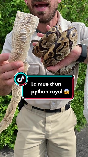 La mue d'un python royal expliquée par Michael