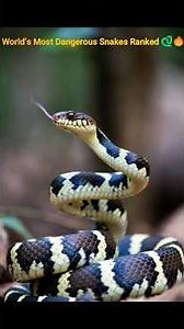 “Top 5 Deadliest Snakes on Earth (Ranked!) 😱🐍"