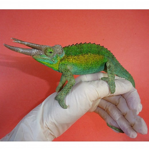 Rainbow Jackson Chameleons