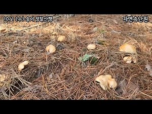 We report on the current status of pine mushrooms at the foot of Jirisan Mountain in Gyeongnam.