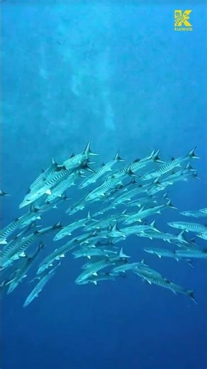 Kenapa Barracuda Berkumpul? Rahasia di Balik Gerombolan Predator Laut!