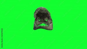 animation - medium close up shot of a saltwater crocodile skull and teeth on green screen