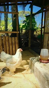 27K views · 484 reactions | Backyard poultry farming / Gumawa ng housing para sa BRAHMA CHICKEN 落 #brahmachicken #poultry #farming #agriculture #student #kaislavlogph | KaIsla Vlog Ph | Facebook