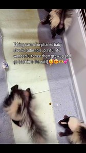 Yes, baby skunks are stinky, although they can’t spray as well or accurately as adult skunks! They’re also so adorably (or as one of our followers said odor-ably) playful 🤭 We don’t mind a little skunk-perfume if it means they get to be happy, clean, and fed! #skunks #wildlife #animals | Carolina Wildlife Conservation Center