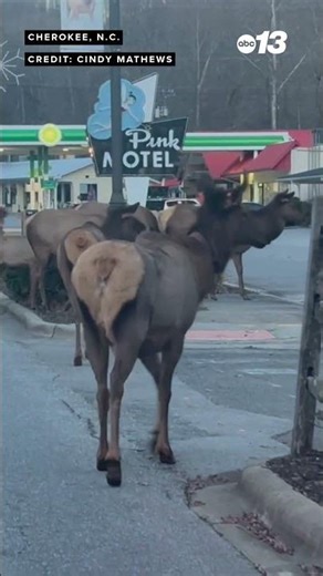 An Elk-ward commute