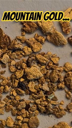 Placer gold #gold #goldmining #prospector #mountaingold #goldrush #mining #placergold