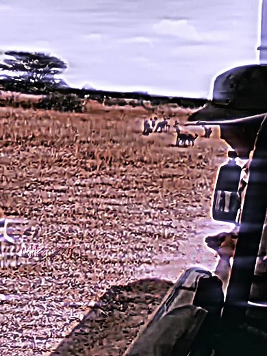 Lion Is Lion: A Wild Journey Through Nature