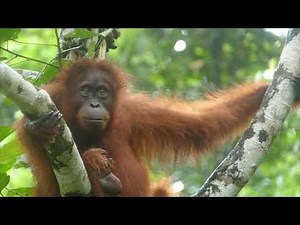 Amazing Sumatran Orangutans - Gentle Giants from the Gunung Leuser National Park Rain Forest