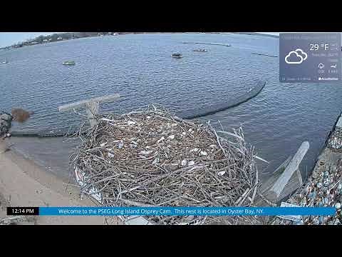 Osprey Cam Live 4K - Oyster Bay, NY
