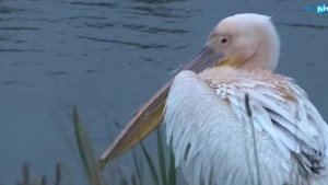 Exotisch bezoek in Callantsoog: een heuse pelikaan