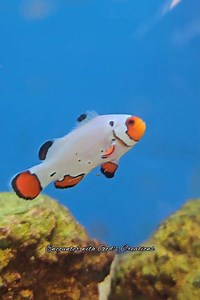 Clownfish Swimming in the Aquarium | Colorful Reef Fish