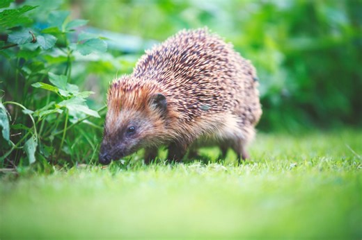 Hedgehogs are disappearing: this small fence tweak could save them - Netmums