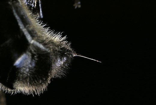 Do Bees Die After They Sting You?