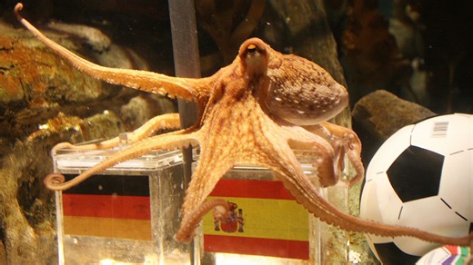 Inside the crazy life and death of Paul the Octopus who became World Cup hero