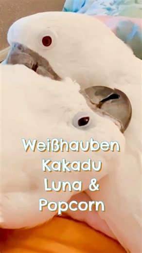Ein harmonisches Zusammenleben mit Papageien ist nur dann möglich, wenn den Papageien alles geboten wird, was sie zum Leben brauchen. Das ist frische Luft bei Wind und Wetter, viele Spiel und Knabber Möglichkeiten, täglich Obst, Gemüse und Nüsse. Natürlich müssen sie das machen können, wozu sie geboren sind, nämlich fliegen￼￼ #papagei #kakadu #weißhaubenkakadu #vogel #kuscheln | Fairytale Farm Papageien & Landleben