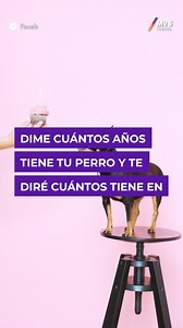 ¿Cómo calcular la edad de un perro en años humanos? | MVSNoticias