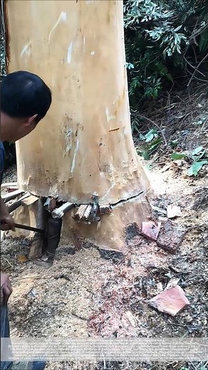 Small tools, big power: A clever way to cut down trees in the woods
