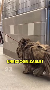 You'll Be Totally Shocked to See This Dog’s Unbelievable Transformation After Grooming... Results in Comments 👇👇👇 | Trending Topics Today