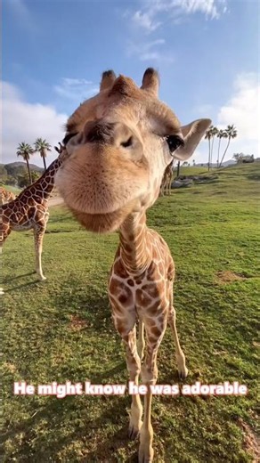 Giraffe Cuteness Alert! 🦒🚨#giraffe #giraffes #funny #animals #fyp