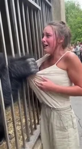 PetZum on Instagram: "😱 Gorilla Grabs Girl’s Top! 😳 This wild encounter at the zoo shows the power of a gorilla! 🦍 A girl got a little too close to the enclosure and paid the price! Luckily, she was rescued by a friend. 🤯 Watch until the end to see the full event unfold. ❤️ Like this video if you were surprised! 💬 Comment your thoughts! ➡️ Share this with a friend! 💾 Save for later! ➕ Follow us for more amazing content! #gorilla #zoo #animals #wildlife #viral #shocking #rescue #animalattac