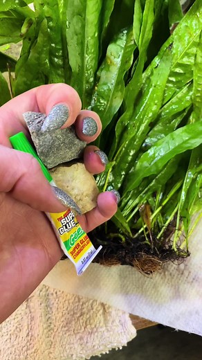 Planting a Java Fern #aquarium #aquascape #fishtok #fish | Aquarium