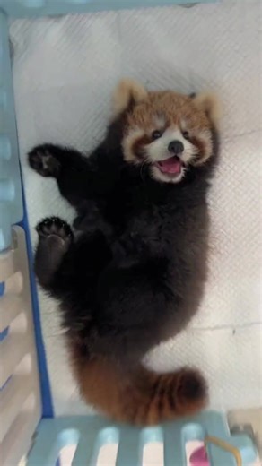 Adorable Red Panda Being Cute