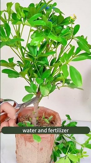 How to Care for Chef Lyra (Schefflera Heptaphylla) | Umbrella Tree Growing Guide!