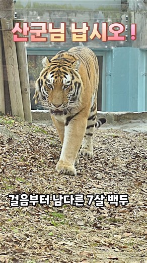 산군님 납시오 🧡 #백두 위풍당당한 등장 #호랑이 #tiger #서울대공원
