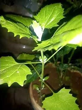 🪴 Learn plant types | Let's learn plant types @proffarid