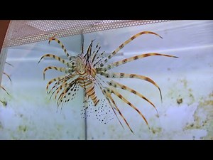 LIONFISH EATS BIG FISH