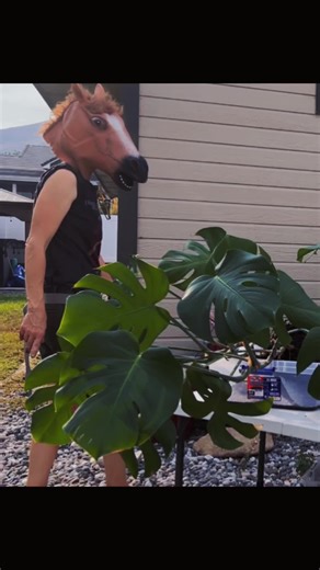 jilligan1978 (@jilligan1978)’s videos with I'm On Fire - Bruce Springsteen