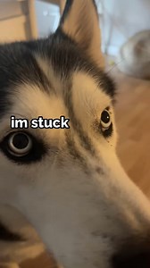 767K views · 24K reactions | moon thinks HES STUCK  #funnydog #talkingdog #cutedog #husky | The Husky Moon | Facebook
